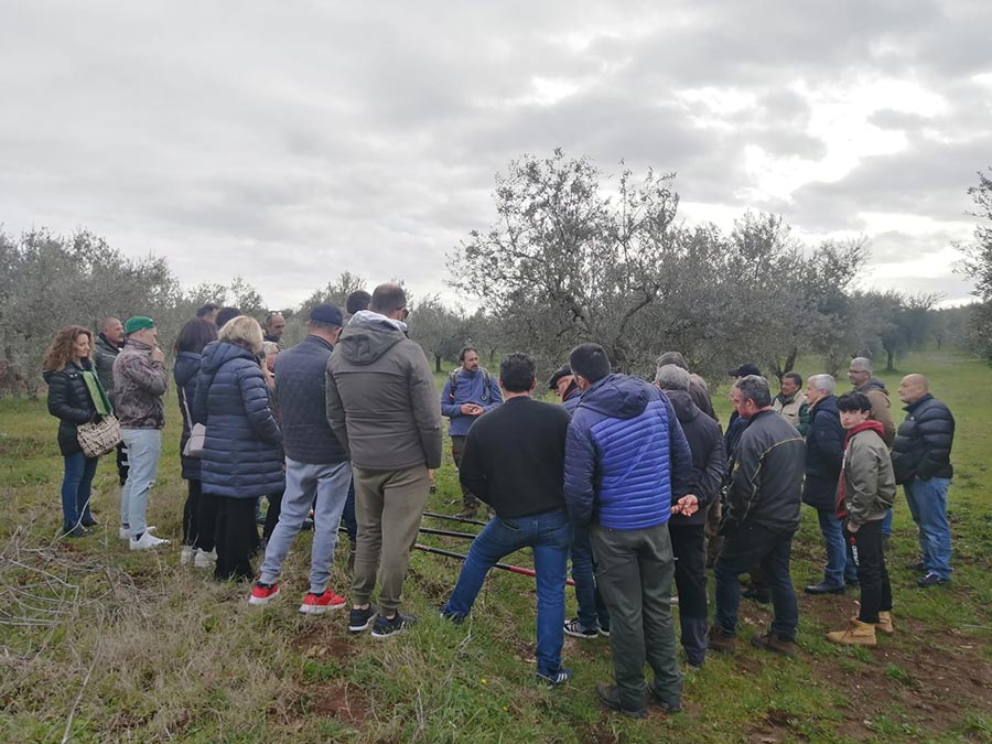 giornata di avvicinamento alla potatura dell’olivo