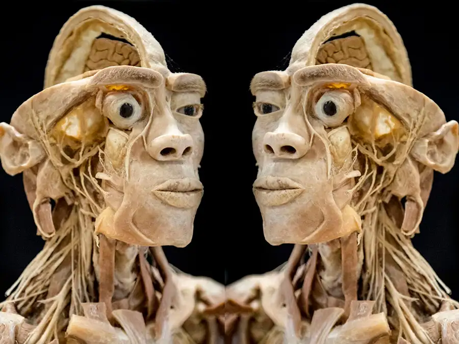 Mostra Real Human Bodies Exhibition